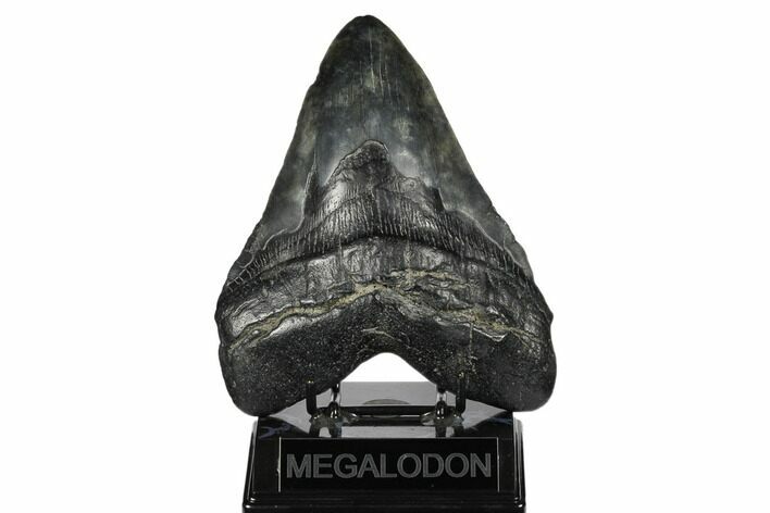 Fossil Megalodon Tooth - Massive Meg Tooth! #178754